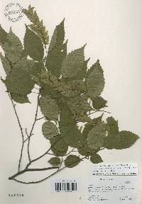 Carpinus laxiflora image