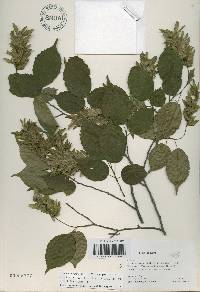 Carpinus laxiflora image