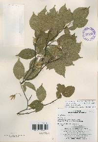 Carpinus laxiflora image