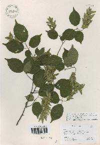 Carpinus laxiflora image