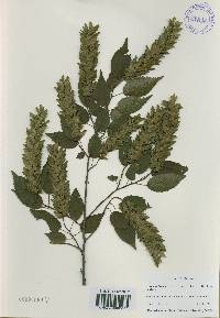 Carpinus laxiflora image