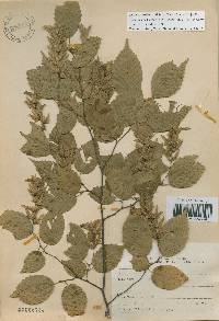 Carpinus laxiflora image