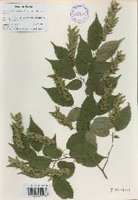 Carpinus laxiflora image