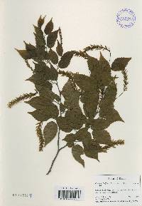 Carpinus laxiflora image