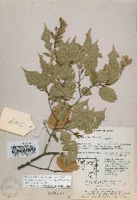 Carpinus laxiflora image