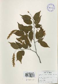 Carpinus laxiflora image