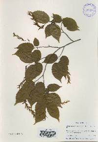 Carpinus laxiflora image