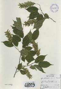 Carpinus laxiflora image