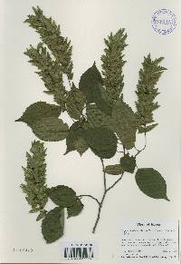 Carpinus laxiflora image