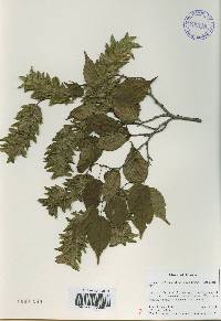 Carpinus laxiflora image