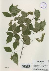 Carpinus laxiflora image