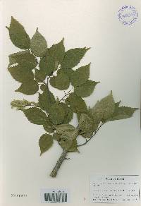 Carpinus laxiflora image