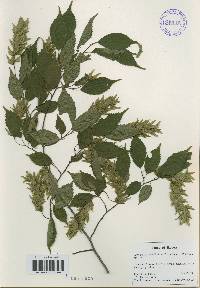 Carpinus laxiflora image