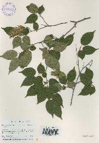 Carpinus laxiflora image