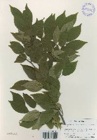 Carpinus laxiflora image