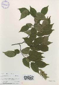 Carpinus laxiflora image