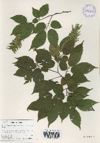 Carpinus laxiflora image