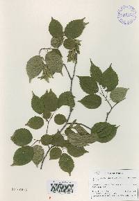 Carpinus laxiflora image