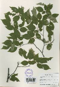 Carpinus laxiflora image