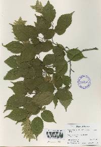 Carpinus laxiflora image