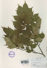 Carpinus laxiflora image