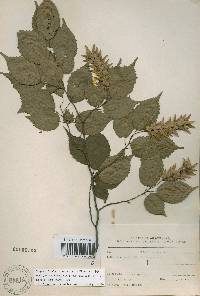 Carpinus laxiflora image