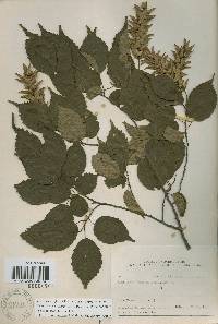 Carpinus laxiflora image