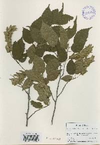 Carpinus laxiflora image