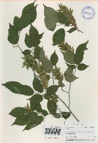 Carpinus laxiflora image