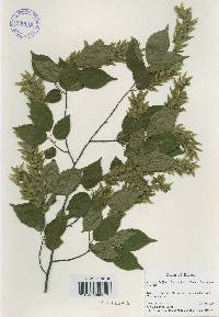 Carpinus laxiflora image