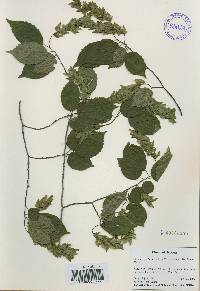 Carpinus laxiflora image