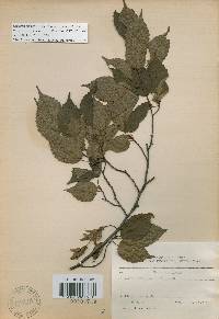 Carpinus laxiflora image