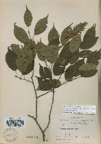 Carpinus laxiflora image