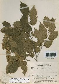 Carpinus laxiflora image