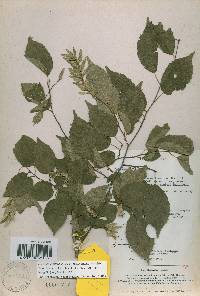 Carpinus laxiflora image