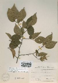 Carpinus laxiflora image