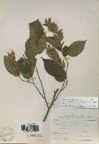 Carpinus laxiflora image