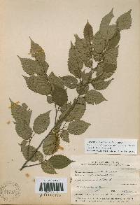 Carpinus laxiflora image