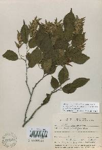 Carpinus laxiflora image