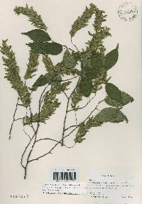 Carpinus laxiflora image