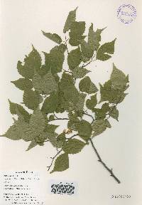 Carpinus laxiflora image