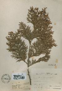 Chamaecyparis obtusa image