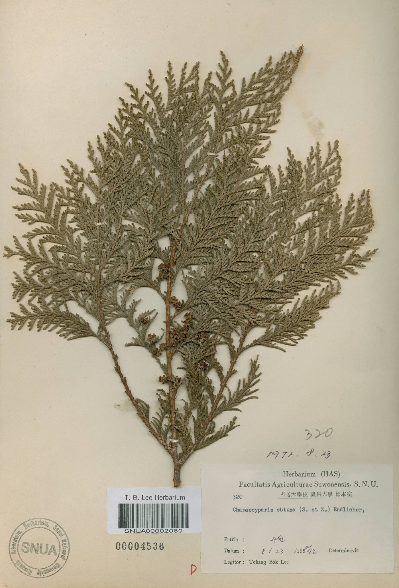 Chamaecyparis obtusa image