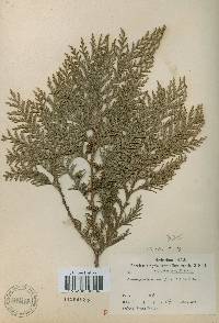 Chamaecyparis obtusa image