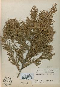 Chamaecyparis obtusa image