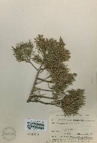 Image of Juniperus chinensis