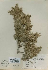 Juniperus chinensis image