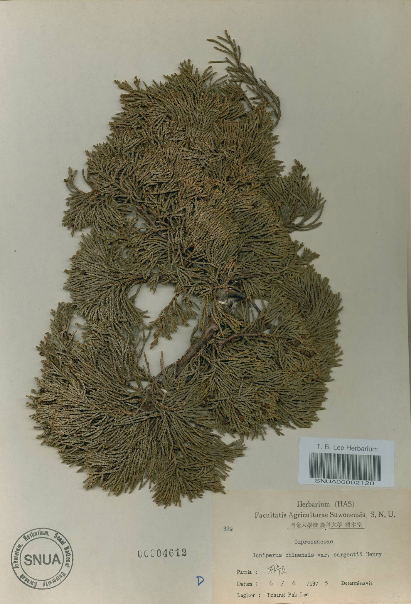 Juniperus chinensis var. sargentii image