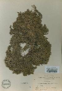 Juniperus chinensis image