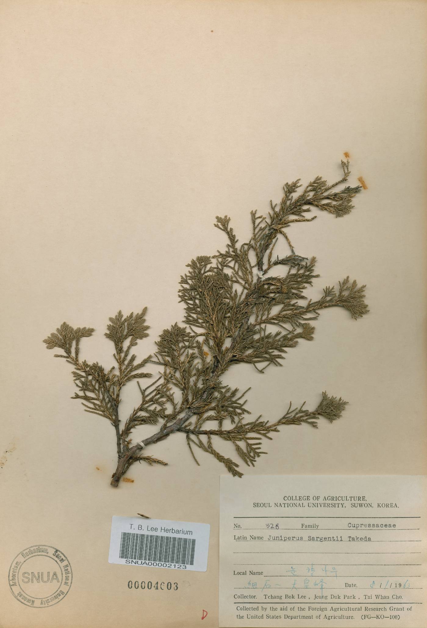Juniperus chinensis var. sargentii image